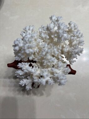 Natural Bleached Coral With Wooden Stand